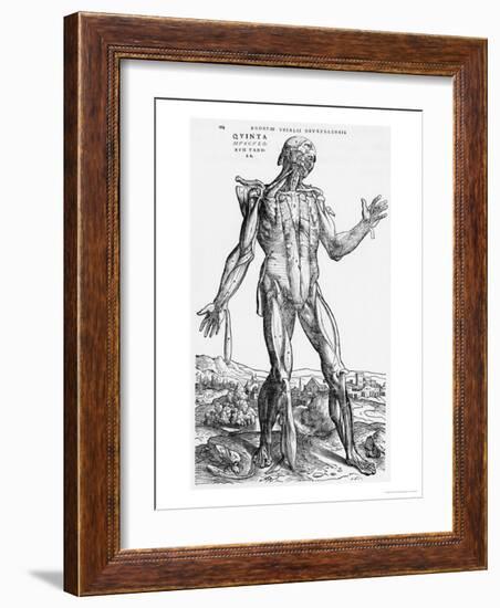 Anatomical Study, Illustration from "De Humani Corporis Fabrica", 1543-Andreas Vesalius-Framed Giclee Print