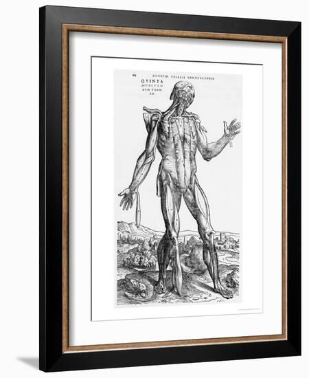 Anatomical Study, Illustration from "De Humani Corporis Fabrica", 1543-Andreas Vesalius-Framed Giclee Print