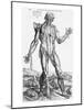 Anatomical Study, Illustration from "De Humani Corporis Fabrica", 1543-Andreas Vesalius-Mounted Giclee Print