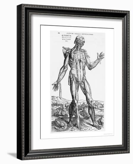 Anatomical Study, Illustration from "De Humani Corporis Fabrica", 1543-Andreas Vesalius-Framed Giclee Print