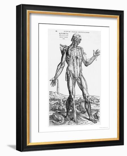 Anatomical Study, Illustration from "De Humani Corporis Fabrica", 1543-Andreas Vesalius-Framed Giclee Print