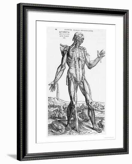 Anatomical Study, Illustration from "De Humani Corporis Fabrica", 1543-Andreas Vesalius-Framed Giclee Print