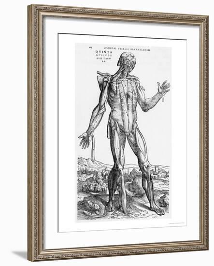 Anatomical Study, Illustration from "De Humani Corporis Fabrica", 1543-Andreas Vesalius-Framed Giclee Print