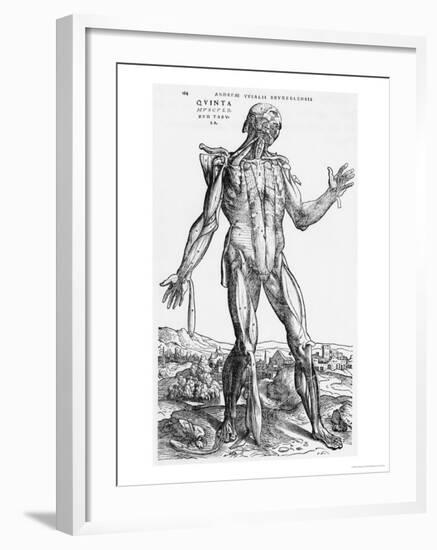 Anatomical Study, Illustration from "De Humani Corporis Fabrica", 1543-Andreas Vesalius-Framed Giclee Print