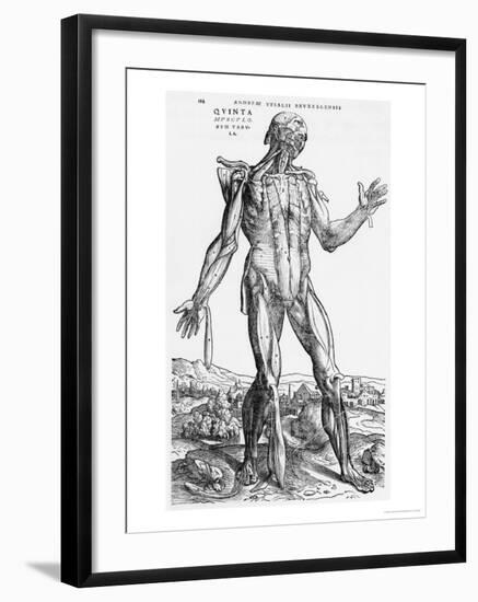 Anatomical Study, Illustration from "De Humani Corporis Fabrica", 1543-Andreas Vesalius-Framed Giclee Print