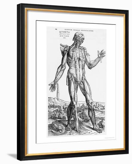 Anatomical Study, Illustration from "De Humani Corporis Fabrica", 1543-Andreas Vesalius-Framed Giclee Print