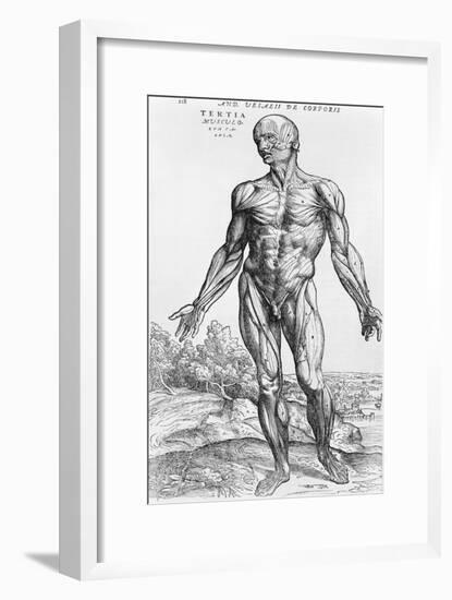 Anatomical Study, Illustration from "De Humani Corporis Fabrica", 1543-Andreas Vesalius-Framed Giclee Print