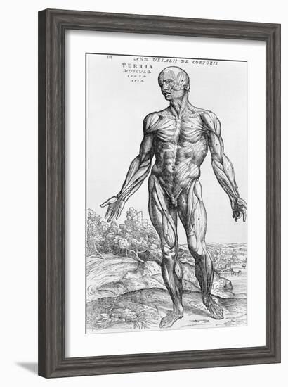 Anatomical Study, Illustration from "De Humani Corporis Fabrica", 1543-Andreas Vesalius-Framed Giclee Print