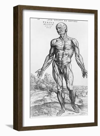 Anatomical Study, Illustration from "De Humani Corporis Fabrica", 1543-Andreas Vesalius-Framed Giclee Print