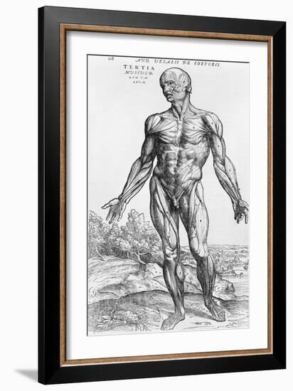 Anatomical Study, Illustration from "De Humani Corporis Fabrica", 1543-Andreas Vesalius-Framed Giclee Print