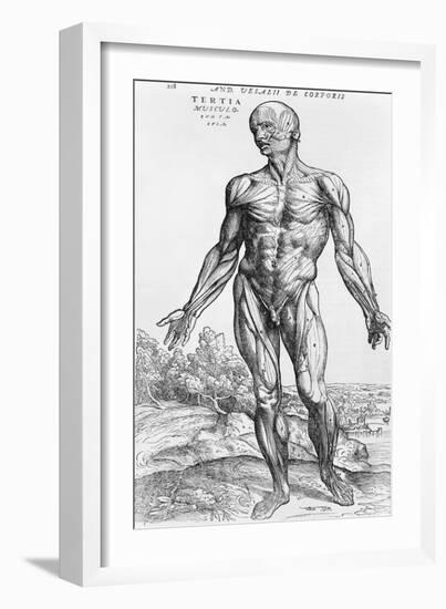 Anatomical Study, Illustration from "De Humani Corporis Fabrica", 1543-Andreas Vesalius-Framed Giclee Print