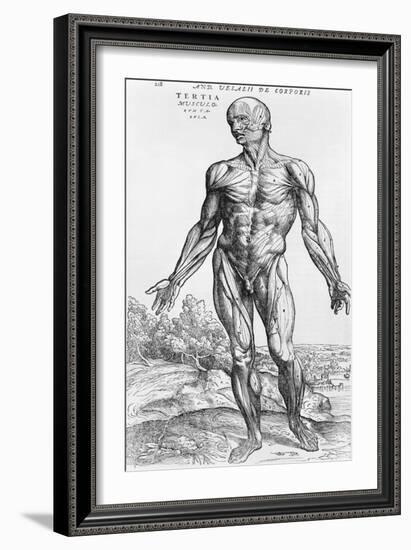 Anatomical Study, Illustration from "De Humani Corporis Fabrica", 1543-Andreas Vesalius-Framed Giclee Print