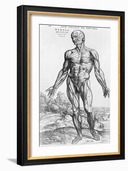 Anatomical Study, Illustration from "De Humani Corporis Fabrica", 1543-Andreas Vesalius-Framed Giclee Print