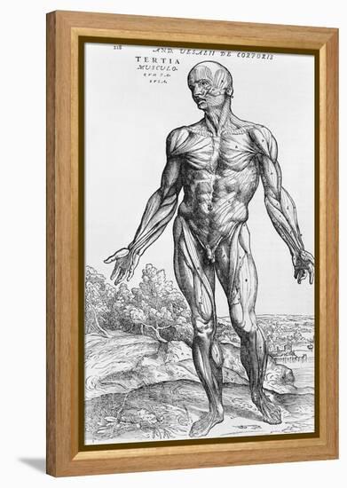 Anatomical Study, Illustration from "De Humani Corporis Fabrica", 1543-Andreas Vesalius-Framed Premier Image Canvas