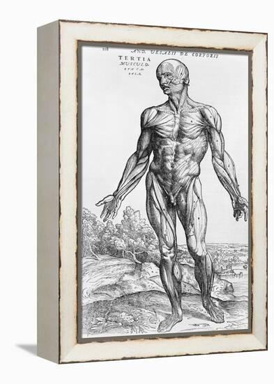 Anatomical Study, Illustration from "De Humani Corporis Fabrica", 1543-Andreas Vesalius-Framed Premier Image Canvas