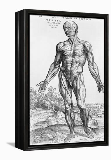 Anatomical Study, Illustration from "De Humani Corporis Fabrica", 1543-Andreas Vesalius-Framed Premier Image Canvas