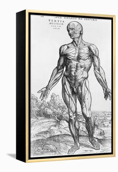 Anatomical Study, Illustration from "De Humani Corporis Fabrica", 1543-Andreas Vesalius-Framed Premier Image Canvas