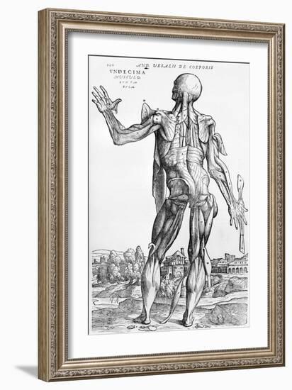 Anatomical Study, Illustration from "De Humani Corporis Fabrica", 1543-Andreas Vesalius-Framed Giclee Print