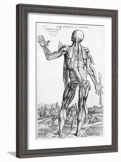 Anatomical Study, Illustration from "De Humani Corporis Fabrica", 1543-Andreas Vesalius-Framed Giclee Print