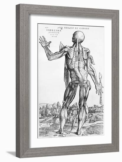 Anatomical Study, Illustration from "De Humani Corporis Fabrica", 1543-Andreas Vesalius-Framed Giclee Print