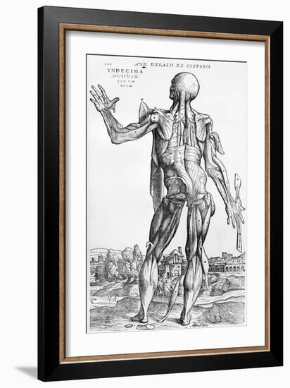 Anatomical Study, Illustration from "De Humani Corporis Fabrica", 1543-Andreas Vesalius-Framed Giclee Print