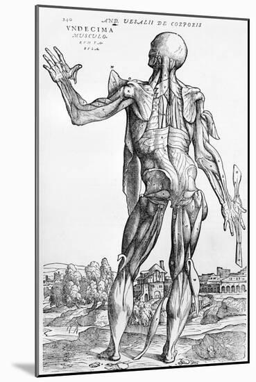 Anatomical Study, Illustration from "De Humani Corporis Fabrica", 1543-Andreas Vesalius-Mounted Giclee Print