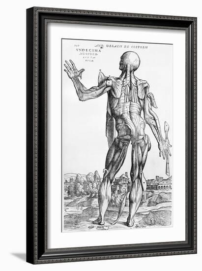 Anatomical Study, Illustration from "De Humani Corporis Fabrica", 1543-Andreas Vesalius-Framed Giclee Print