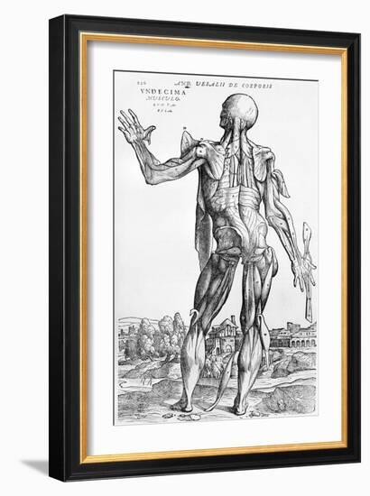 Anatomical Study, Illustration from "De Humani Corporis Fabrica", 1543-Andreas Vesalius-Framed Giclee Print