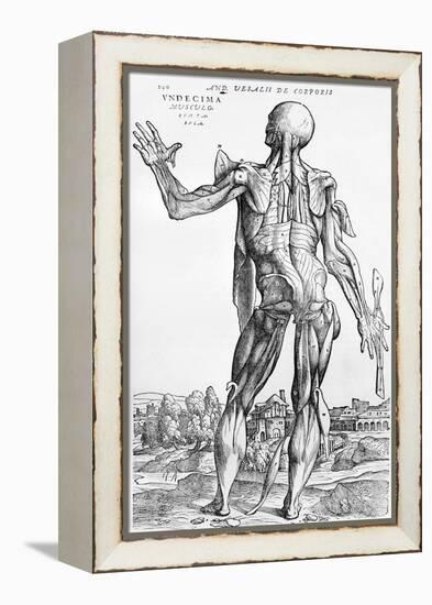 Anatomical Study, Illustration from "De Humani Corporis Fabrica", 1543-Andreas Vesalius-Framed Premier Image Canvas