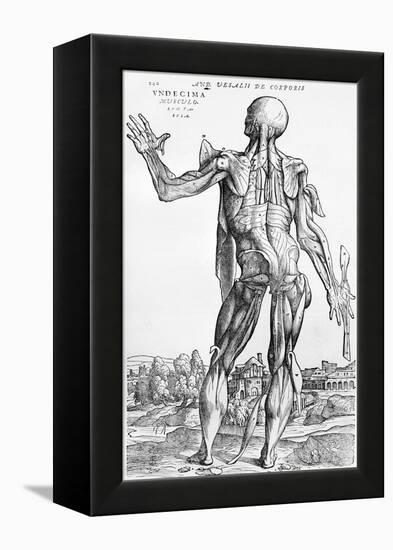 Anatomical Study, Illustration from "De Humani Corporis Fabrica", 1543-Andreas Vesalius-Framed Premier Image Canvas