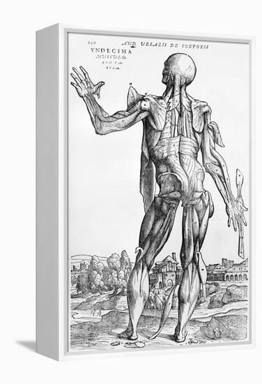 Anatomical Study, Illustration from "De Humani Corporis Fabrica", 1543-Andreas Vesalius-Framed Premier Image Canvas