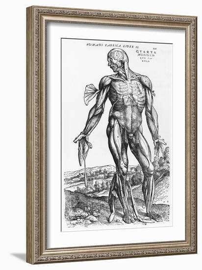 Anatomical Study, Illustration from "De Humani Corporis Fabrica", 1543-Andreas Vesalius-Framed Giclee Print