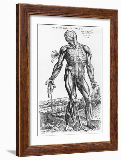 Anatomical Study, Illustration from "De Humani Corporis Fabrica", 1543-Andreas Vesalius-Framed Giclee Print