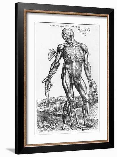 Anatomical Study, Illustration from "De Humani Corporis Fabrica", 1543-Andreas Vesalius-Framed Giclee Print