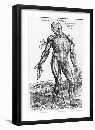 Anatomical Study, Illustration from "De Humani Corporis Fabrica", 1543-Andreas Vesalius-Framed Giclee Print