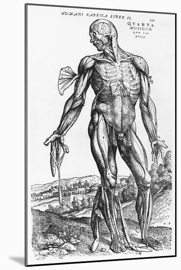 Anatomical Study, Illustration from "De Humani Corporis Fabrica", 1543-Andreas Vesalius-Mounted Giclee Print