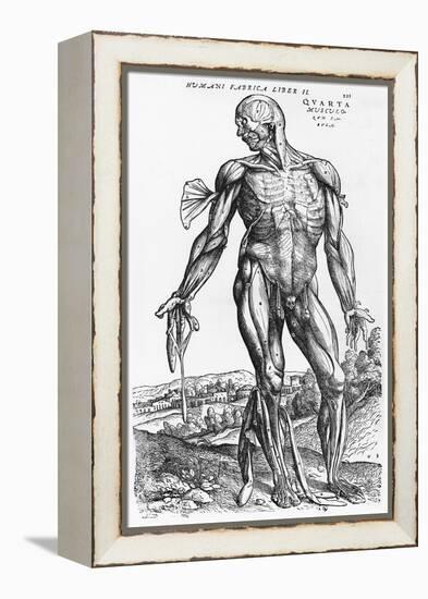 Anatomical Study, Illustration from "De Humani Corporis Fabrica", 1543-Andreas Vesalius-Framed Premier Image Canvas