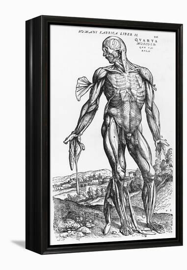 Anatomical Study, Illustration from "De Humani Corporis Fabrica", 1543-Andreas Vesalius-Framed Premier Image Canvas