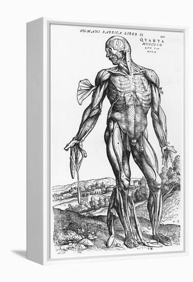 Anatomical Study, Illustration from "De Humani Corporis Fabrica", 1543-Andreas Vesalius-Framed Premier Image Canvas