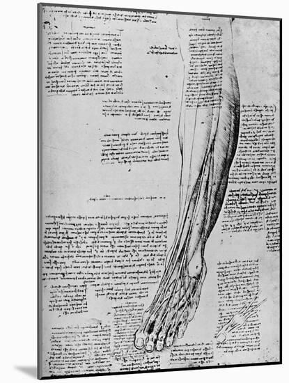 'Anatomical Study of Muscles of Foot', 1928-Leonardo Da Vinci-Mounted Giclee Print