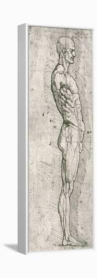 Anatomical Study-Leonardo da Vinci-Framed Premier Image Canvas