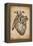 Anatomy 008-Vintage Lavoie-Framed Premier Image Canvas