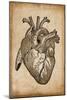 Anatomy 008-Vintage Lavoie-Mounted Giclee Print