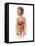 Anatomy of a Child's Full Digestive System-null-Framed Stretched Canvas