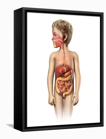 Anatomy of a Child's Full Digestive System-null-Framed Stretched Canvas