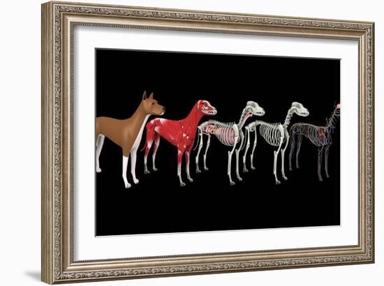 Anatomy of a dog.-Stocktrek Images-Framed Art Print