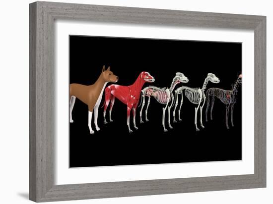 Anatomy of a dog.-Stocktrek Images-Framed Art Print