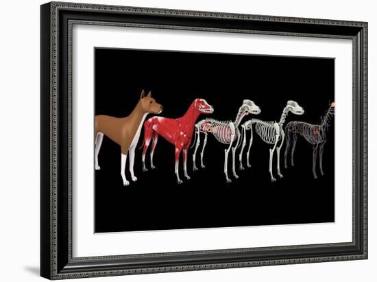 Anatomy of a dog.-Stocktrek Images-Framed Art Print