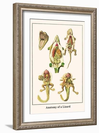 Anatomy of a Lizard-Albertus Seba-Framed Art Print