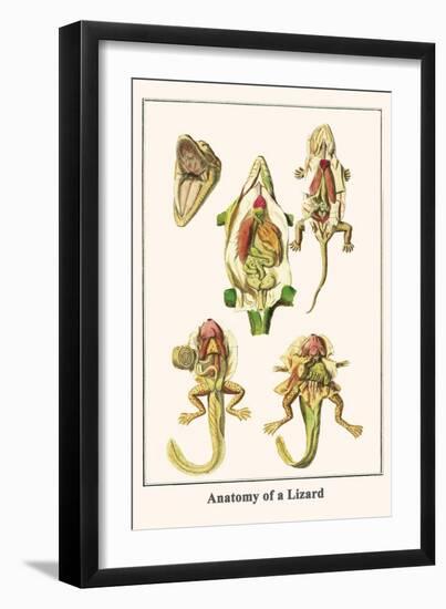 Anatomy of a Lizard-Albertus Seba-Framed Art Print